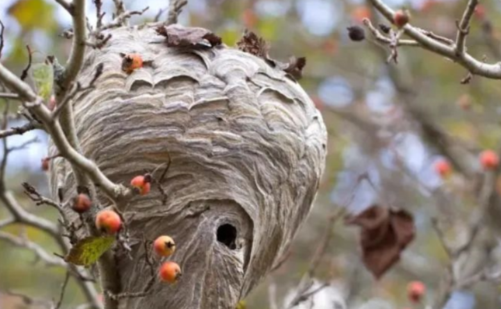 比回收暴利，一个月20多单 挣5万一个月